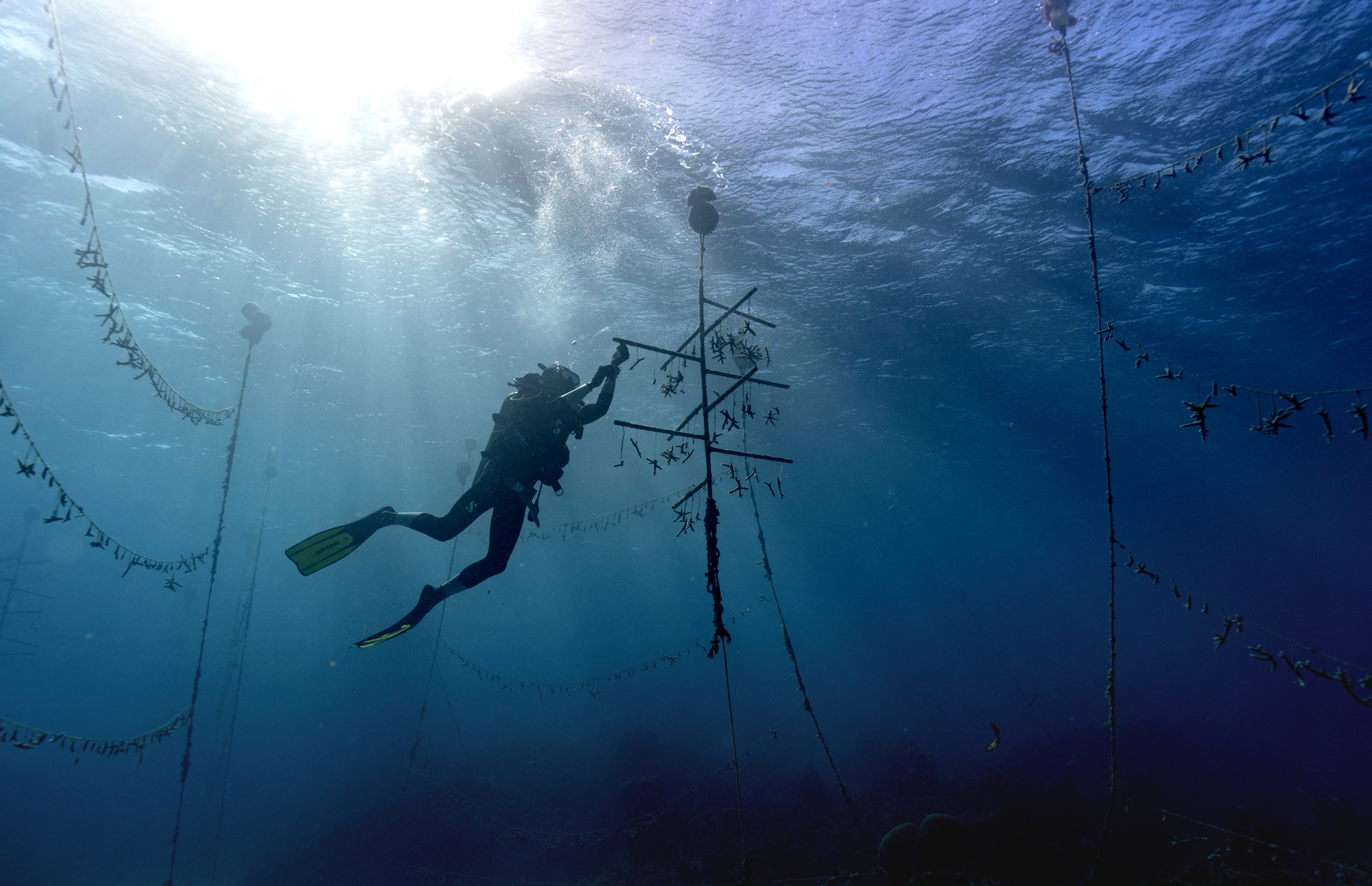 Diver Lenford DaCosta cleans up lines of staghorn coral at an underwater coral nursery inside the Oracabessa Fish Sanctuary, Tuesday, Feb. 12, 2019, in Oracabessa, Jamaica. With fish and coral, it's a codependent relationship. The fish rely upon the reef structure to evade danger and lay eggs, and they also eat up the coral's rivals. David J. Phillip | AP Diver Lenford DaCosta cleans up lines of staghorn coral at an underwater coral nursery inside the Oracabessa Fish Sanctuary, Tuesday, Feb. 12, 2019, in Oracabessa, Jamaica. With fish and coral, it's a codependent relationship. The fish rely upon the reef structure to evade danger and lay eggs, and they also eat up the coral's rivals. David J. Phillip | AP