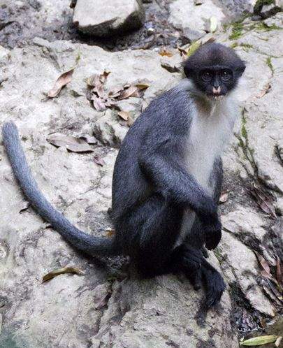 Gibbon Conservation Center (2025) - All You Need to Know