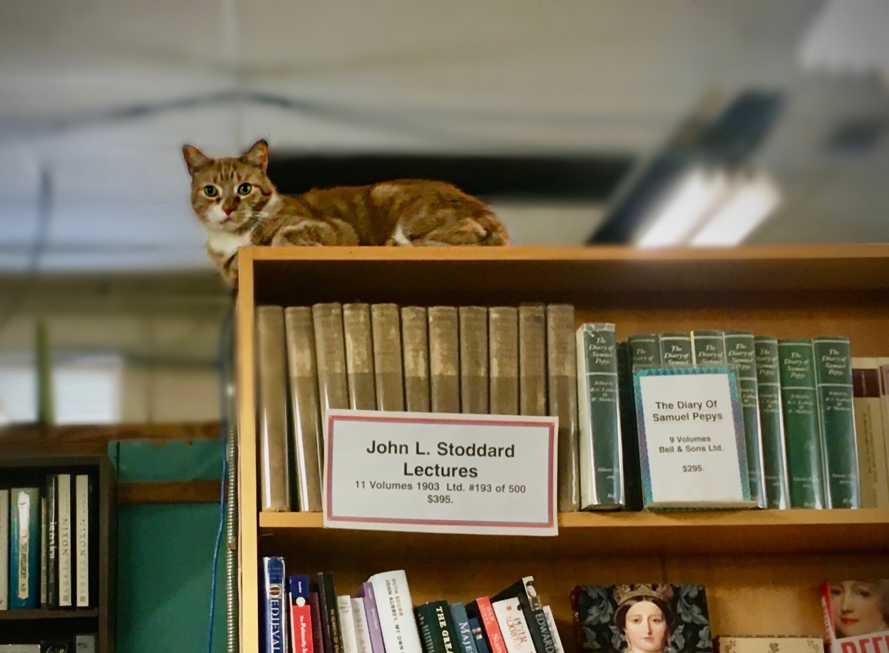 Tom Clancy, brother of fellow cat Emily Dickinson, relaxes on top of a bookshelf in Haslam's in St. Petersburg. Courtesy of Raymond Hinst III. Tom Clancy, brother of fellow cat Emily Dickinson, relaxes on top of a bookshelf in Haslam's in St. Petersburg. Courtesy of Raymond Hinst III.