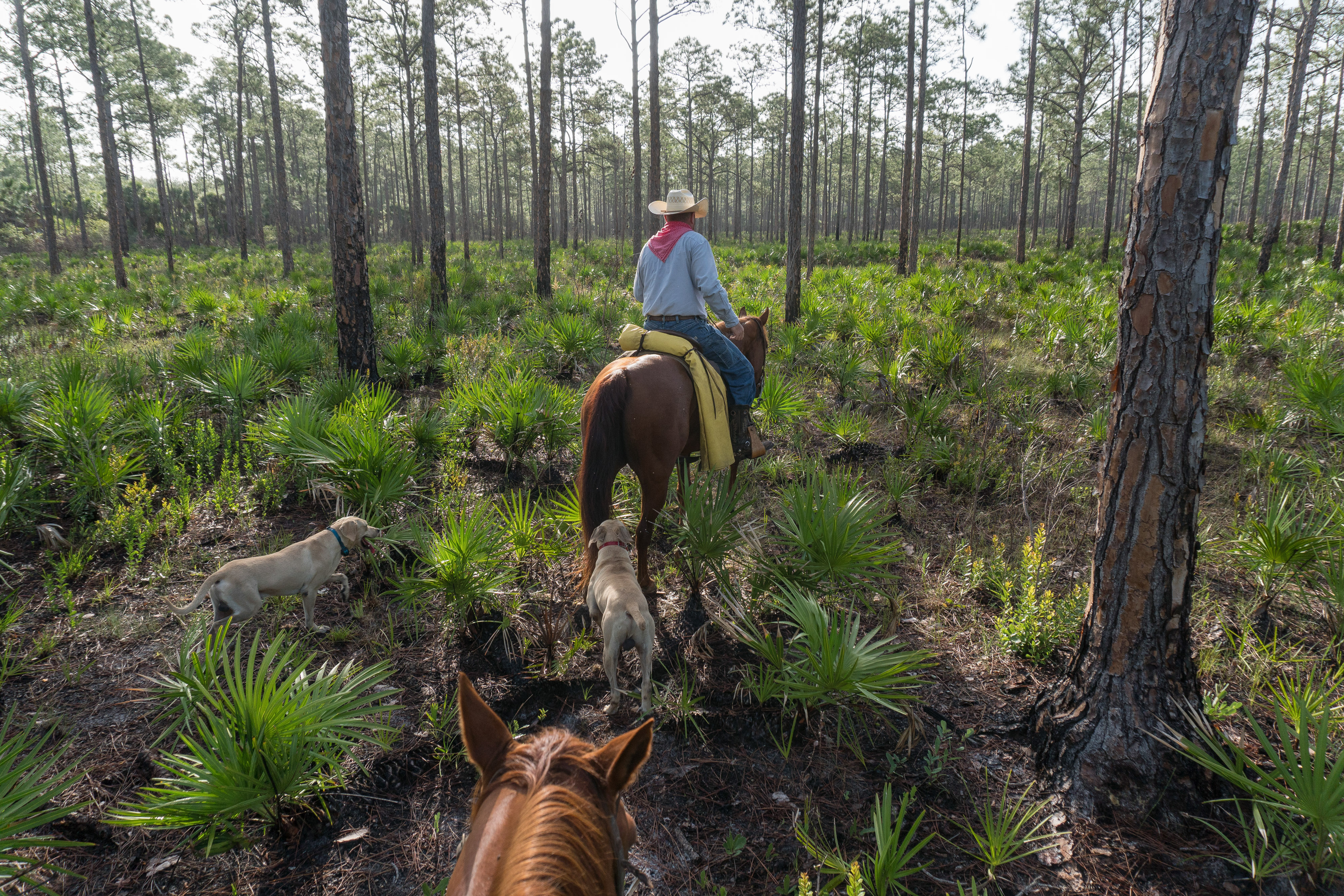 Elton Langford is a 13th-generation Florida rancher and foreman at Babcock Ranch. The culture of Florida ranchers is as endangered as the species that depend on their properties. Babcock Ranch is also the site of a 19,000-home new development on approximately 9,000 acres. But when the development project was approved, state funding helped permanently protect nearly 80,000 acres of contiguous wildlife habitat – the same place where a decade later the historic female in the other photo was able to set up her home range. With careful planning, new developments should proportionally protect just as much land to help secure large connected pieces of the Florida Wildlife Corridor. Just like at Babcock Ranch, significant public investment will be required to make conservation and development projects viable. Carlton Ward Jr / National Geographic Image Collection Elton Langford is a 13th-generation Florida rancher and foreman at Babcock Ranch. The culture of Florida ranchers is as endangered as the species that depend on their properties. Babcock Ranch is also the site of a 19,000-home new development on approximately 9,000 acres. But when the development project was approved, state funding helped permanently protect nearly 80,000 acres of contiguous wildlife habitat – the same place where a decade later the historic female in the other photo was able to set up her home range. With careful planning, new developments should proportionally protect just as much land to help secure large connected pieces of the Florida Wildlife Corridor. Just like at Babcock Ranch, significant public investment will be required to make conservation and development projects viable. Carlton Ward Jr / National Geographic Image Collection