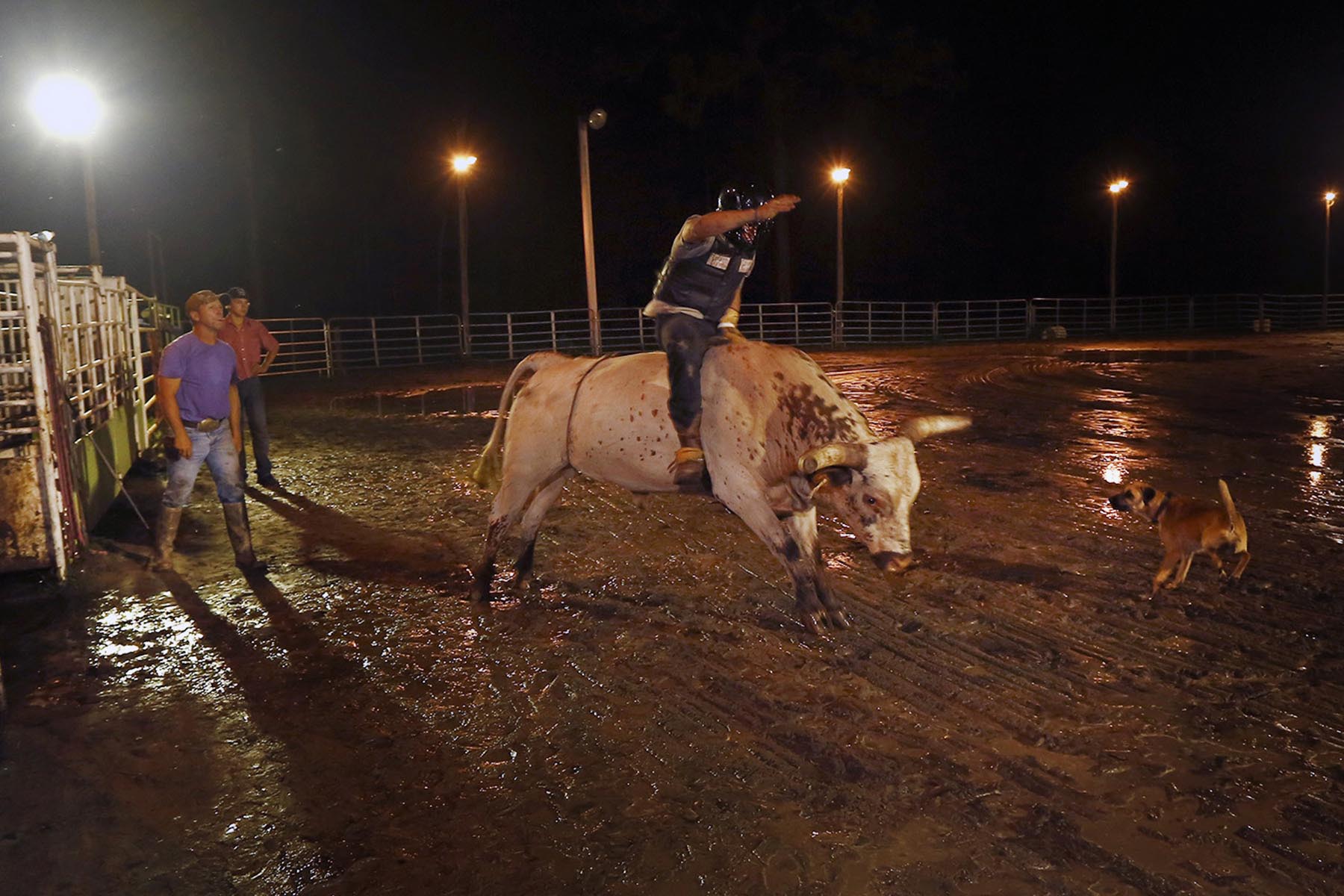Billy Stokes cheers on as Alex Carvajal as he rides a bull during a practice session at Stokes Green Swamp Ranch Arena. (LUIS SANTANA | Times) Billy Stokes cheers on as Alex Carvajal as he rides a bull during a practice session at Stokes Green Swamp Ranch Arena. (LUIS SANTANA | Times)