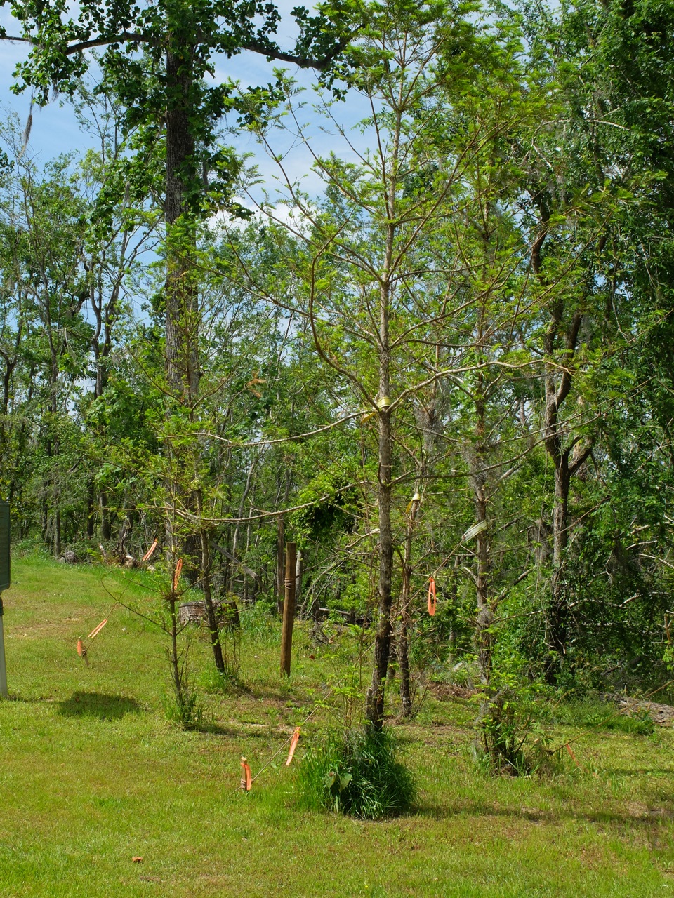 The endangered torreya tree at Torreya State Park north of Bristol. Cathy Salustri | Special to the Times The endangered torreya tree at Torreya State Park north of Bristol. Cathy Salustri | Special to the Times