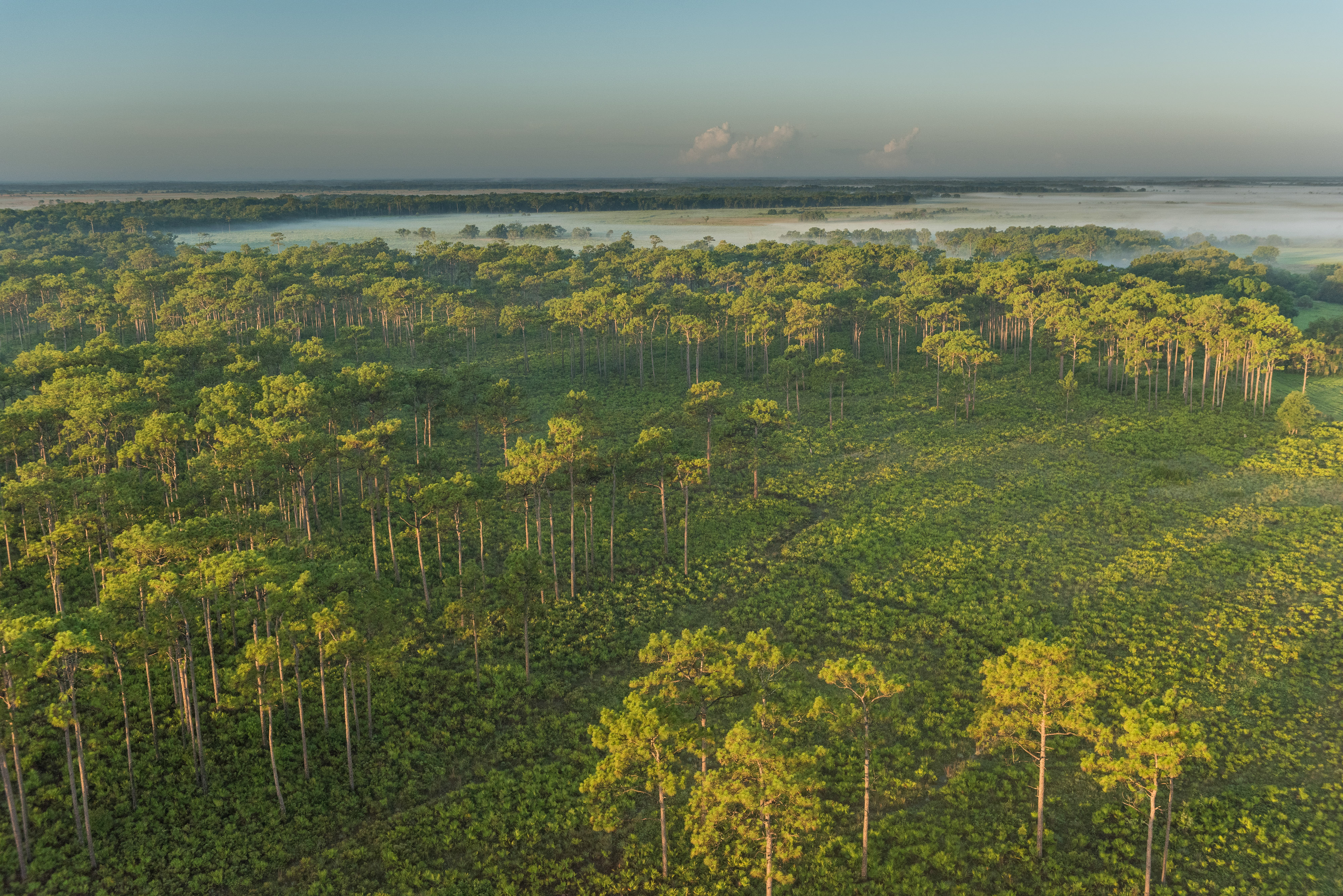 If toll road planners are serious about protecting wildlife corridors, they will use the process to fund large-scale conservation easements on working lands like this. Without large scale investments in land conservation, new roads will lead to sprawling developments that will displace Florida agriculture and break apart the Florida Wildlife Corridor. Blackbeard’s Ranch in southwest Florida protects critical wildlife habitat and headwaters of the Myakka River. Cattle ranches make up nearly one sixth of Florida, and well-managed ranches provide wildlife habitat rivaling parks and preserves. Compared to the southern Everglades, where the majority of panther habitat is on vast public lands, most of the panther habitat in the Northern Everglades is currently private land. Like most working lands in Florida, these ranches are threatened by development. Conservation easements provide solutions that can compensate landowners for their land’s development value as an efficient way to ensure that land will never be converted. Right now there are landowners representing more than one million acres of priority wildlife corridor habitat who are stuck on waiting lists seeking conservation easements as alternatives to development. Demand for easements far outweighs supply because programs such as Florida Forever have been drastically underfunded over the past 10 years. Carlton Ward Jr. | Carlton Ward Jr / National Geographic Image Collection If toll road planners are serious about protecting wildlife corridors, they will use the process to fund large-scale conservation easements on working lands like this. Without large scale investments in land conservation, new roads will lead to sprawling developments that will displace Florida agriculture and break apart the Florida Wildlife Corridor. Blackbeard’s Ranch in southwest Florida protects critical wildlife habitat and headwaters of the Myakka River. Cattle ranches make up nearly one sixth of Florida, and well-managed ranches provide wildlife habitat rivaling parks and preserves. Compared to the southern Everglades, where the majority of panther habitat is on vast public lands, most of the panther habitat in the Northern Everglades is currently private land. Like most working lands in Florida, these ranches are threatened by development. Conservation easements provide solutions that can compensate landowners for their land’s development value as an efficient way to ensure that land will never be converted. Right now there are landowners representing more than one million acres of priority wildlife corridor habitat who are stuck on waiting lists seeking conservation easements as alternatives to development. Demand for easements far outweighs supply because programs such as Florida Forever have been drastically underfunded over the past 10 years. Carlton Ward Jr. | Carlton Ward Jr / National Geographic Image Collection