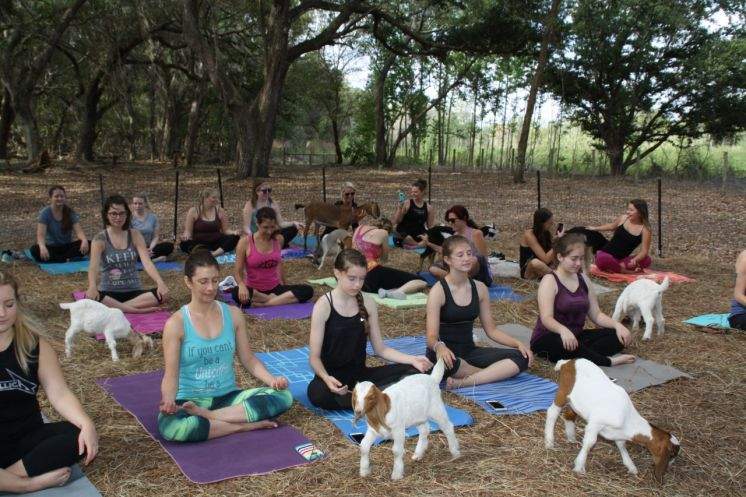 People practice goat yoga at Thonotosassa's Hat Trick Farm in 2017. Lenora Lake | Special to the Times People practice goat yoga at Thonotosassa's Hat Trick Farm in 2017. Lenora Lake | Special to the Times
