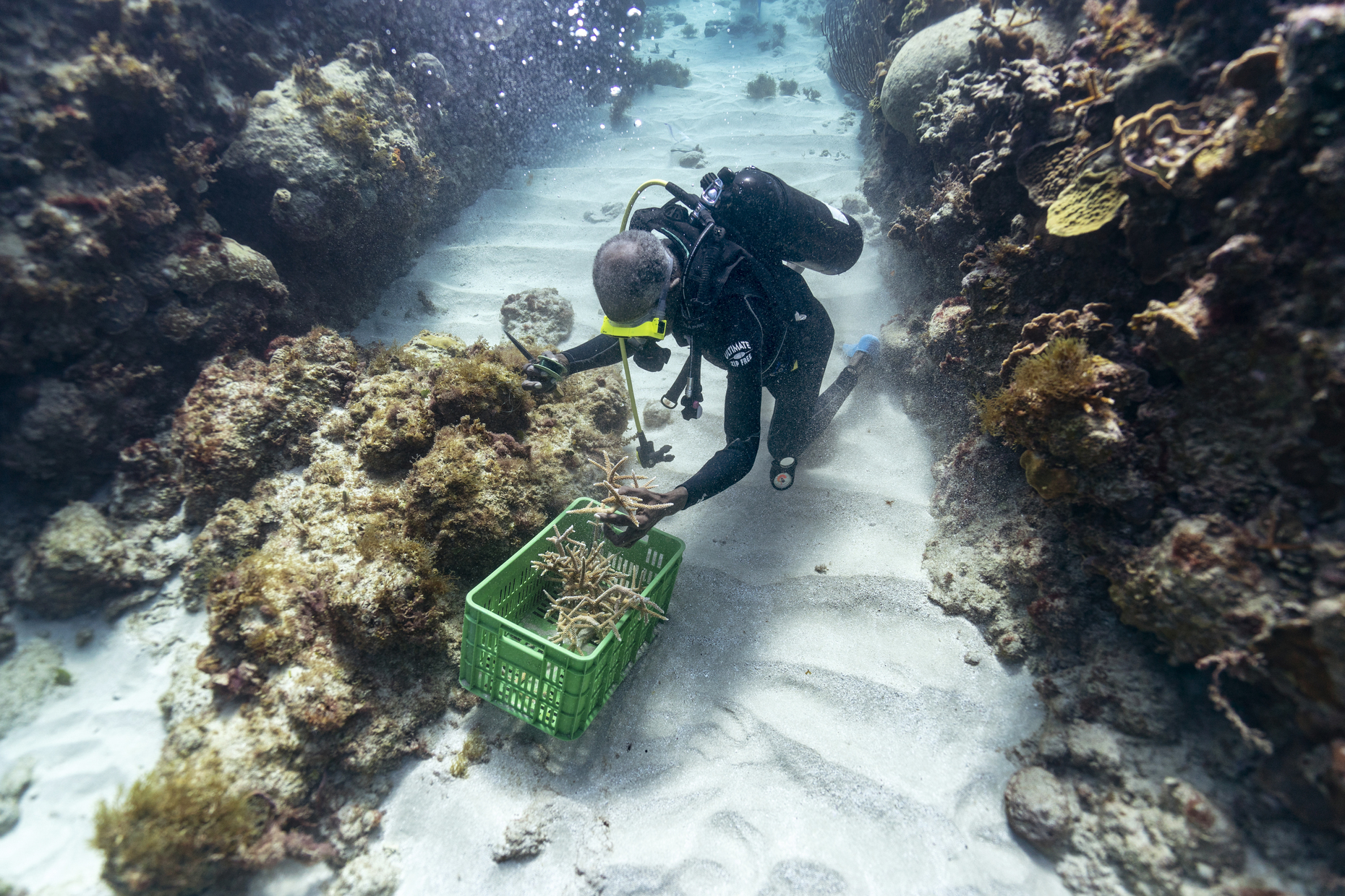 Diver Everton Simpson grabs a handful of staghorn, harvested from a coral nursery, to be planted inside the the White River Fish Sanctuary Tuesday, Feb. 12, 2019, in Ocho Rios, Jamaica. When each stub grows to about the size of a human hand, Simpson collects them in his crate to individually Diver Everton Simpson grabs a handful of staghorn, harvested from a coral nursery, to be planted inside the the White River Fish Sanctuary Tuesday, Feb. 12, 2019, in Ocho Rios, Jamaica. When each stub grows to about the size of a human hand, Simpson collects them in his crate to individually