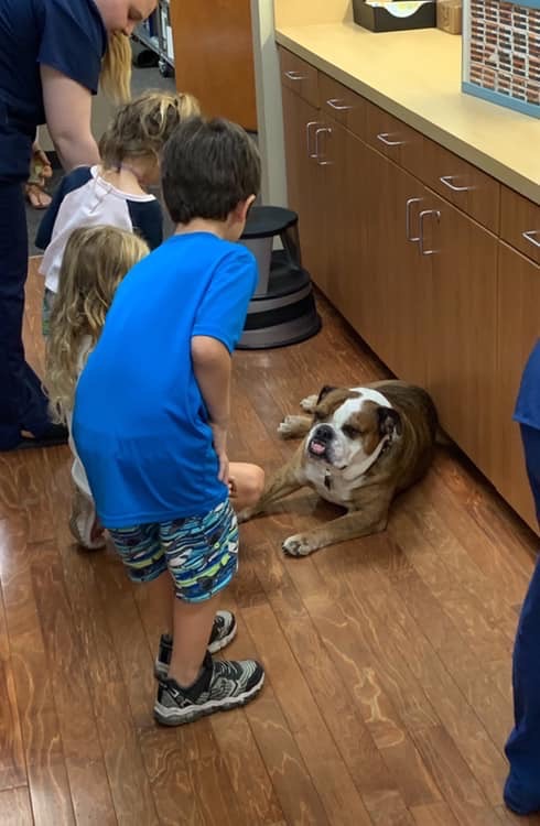 Roscoe, an English bulldog, is a big hit with patients at Shettle Family Eye Care & Eye Wear in St. Petersburg. The Shettles bring him to work every day. Courtesy of Nicole Shettle Roscoe, an English bulldog, is a big hit with patients at Shettle Family Eye Care & Eye Wear in St. Petersburg. The Shettles bring him to work every day. Courtesy of Nicole Shettle