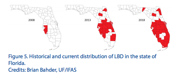 A chart showing how lethal bronzing has grown in the state of Florida since 2008. Photo from Brian Bahder at UF/IFAS from A chart showing how lethal bronzing has grown in the state of Florida since 2008. Photo from Brian Bahder at UF/IFAS from
