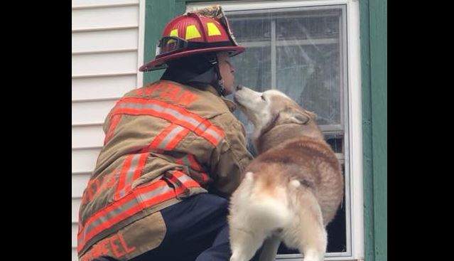 A firefighter rescued a dog that was stuck on a roof. The dog thanked him  with a kiss.