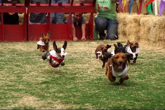 Oktoberfest at Spring Hill's Marker 48 Brewing will spotlight a one-of-a-kind tradition: wiener dog races. Courtesy of Marker 48 Brewing Oktoberfest at Spring Hill's Marker 48 Brewing will spotlight a one-of-a-kind tradition: wiener dog races. Courtesy of Marker 48 Brewing