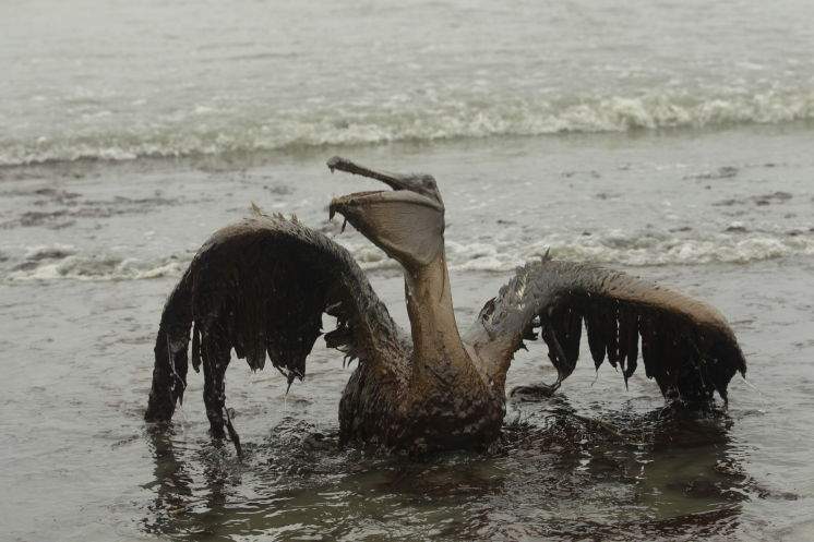 A Brown Pelican tries to raise its wings as it sits on the beach at East Grand Terre Island along the Louisiana coast after being drenched in oil from the BP Deepwater Horizon oil spill in June 2010. A Brown Pelican tries to raise its wings as it sits on the beach at East Grand Terre Island along the Louisiana coast after being drenched in oil from the BP Deepwater Horizon oil spill in June 2010.