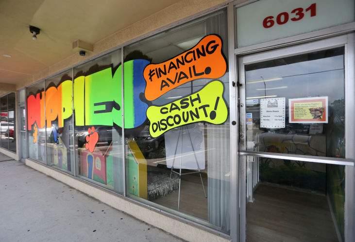 puppy store on dale mabry