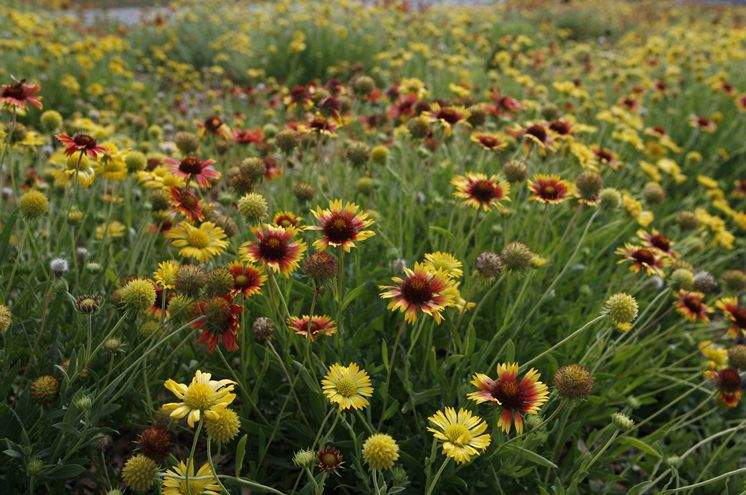 Florida Friendly Landscaping Guide Here In Time For The Holidays