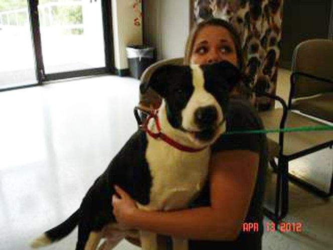 Hernando Officials Will Investigate Same Day Euthanization