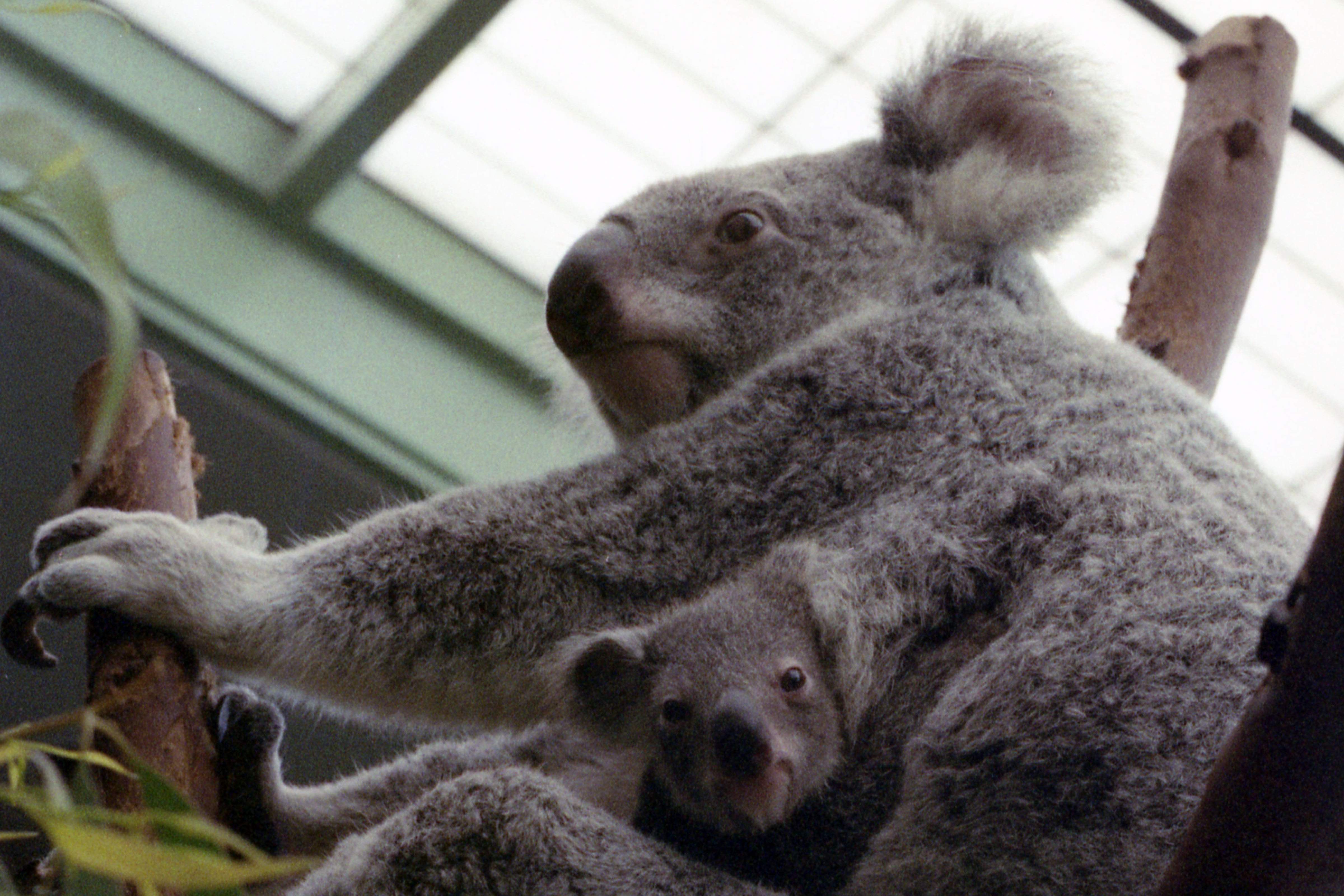 Florida Zoo Koala Joey Emerges From Mother S Pouch For The