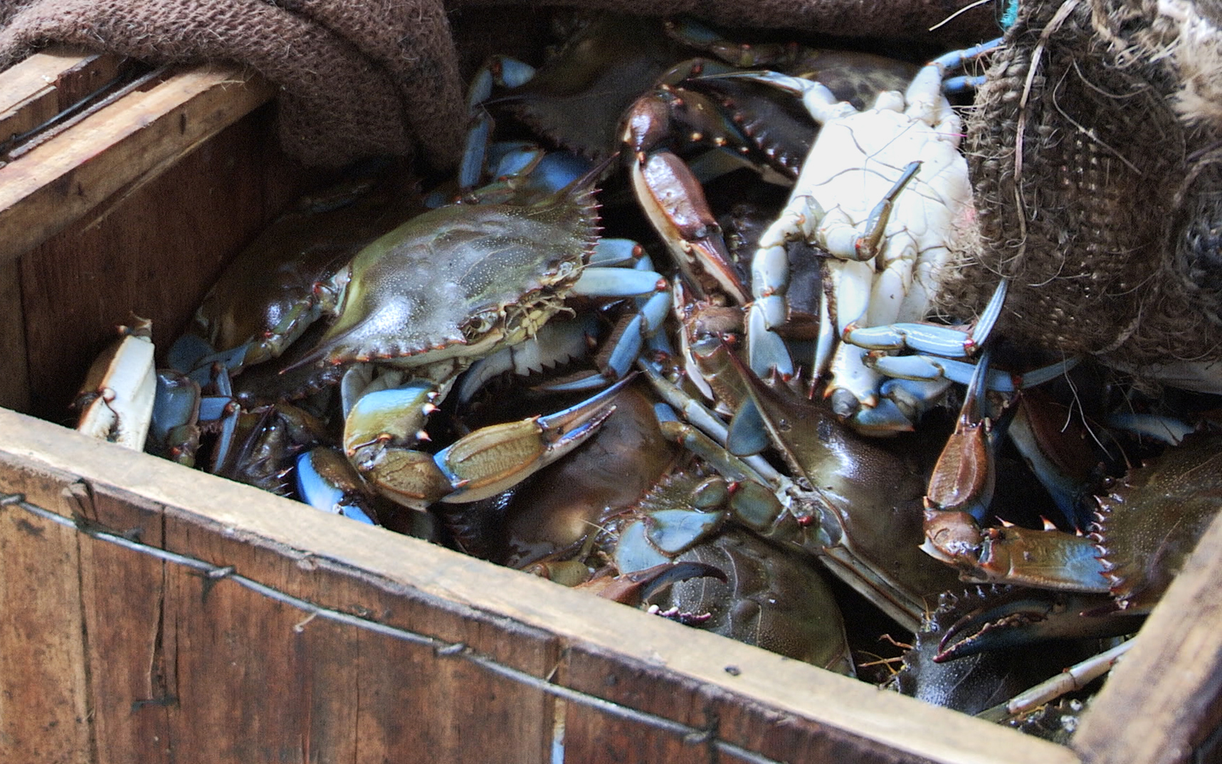 Florida blue crab is sold all over the Tampa Bay area. JAMES BORCHUCK | Times Florida blue crab is sold all over the Tampa Bay area. JAMES BORCHUCK | Times