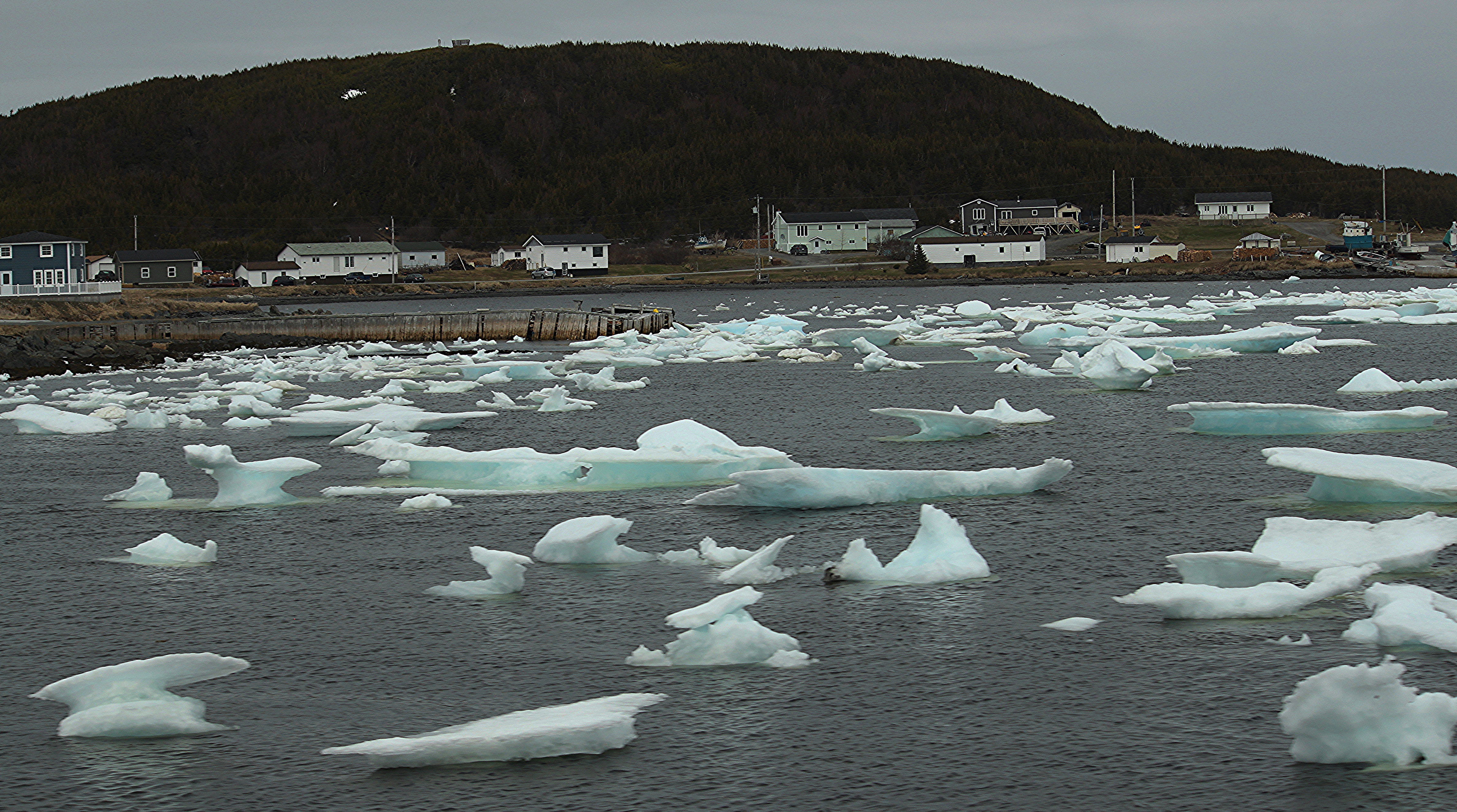 Along the Trans Canadian Highway on the Great Northern Peninsula of Newfoundland, harbors are often jammed in the spring with “bitty bergs,” chunks of ice that have fallen from icebergs as they melt. Gail Diederich | Special to the Times Along the Trans Canadian Highway on the Great Northern Peninsula of Newfoundland, harbors are often jammed in the spring with “bitty bergs,” chunks of ice that have fallen from icebergs as they melt. Gail Diederich | Special to the Times