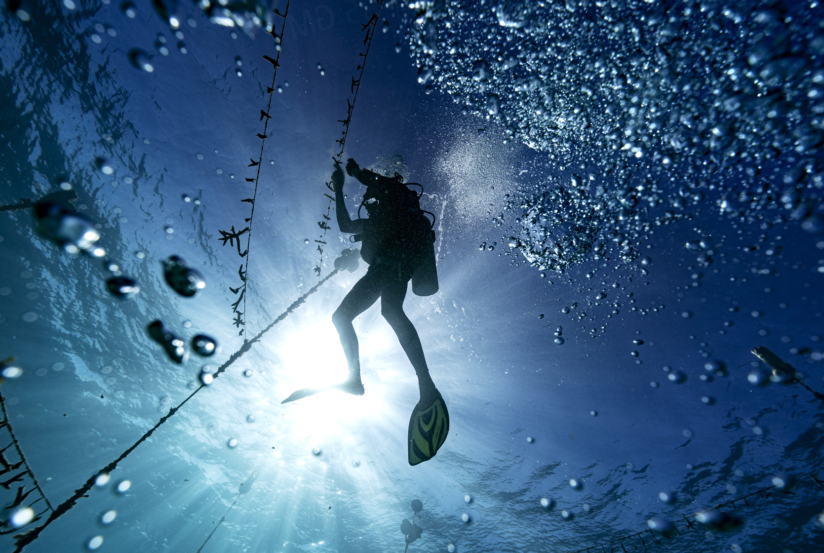 Diver Lenford DaCosta cleans up lines of staghorn coral at an underwater coral nursery inside the Oracabessa Fish Sanctuary on Tuesday, Feb. 12, 2019, in Oracabessa, Jamaica. In Jamaica, more than a dozen grassroots-run coral nurseries and fish sanctuaries have sprung up in the past decade, supported by small grants from foundations, local businesses such as hotels and scuba clinics, and the Jamaican government. David J. Phillip | AP Diver Lenford DaCosta cleans up lines of staghorn coral at an underwater coral nursery inside the Oracabessa Fish Sanctuary on Tuesday, Feb. 12, 2019, in Oracabessa, Jamaica. In Jamaica, more than a dozen grassroots-run coral nurseries and fish sanctuaries have sprung up in the past decade, supported by small grants from foundations, local businesses such as hotels and scuba clinics, and the Jamaican government. David J. Phillip | AP