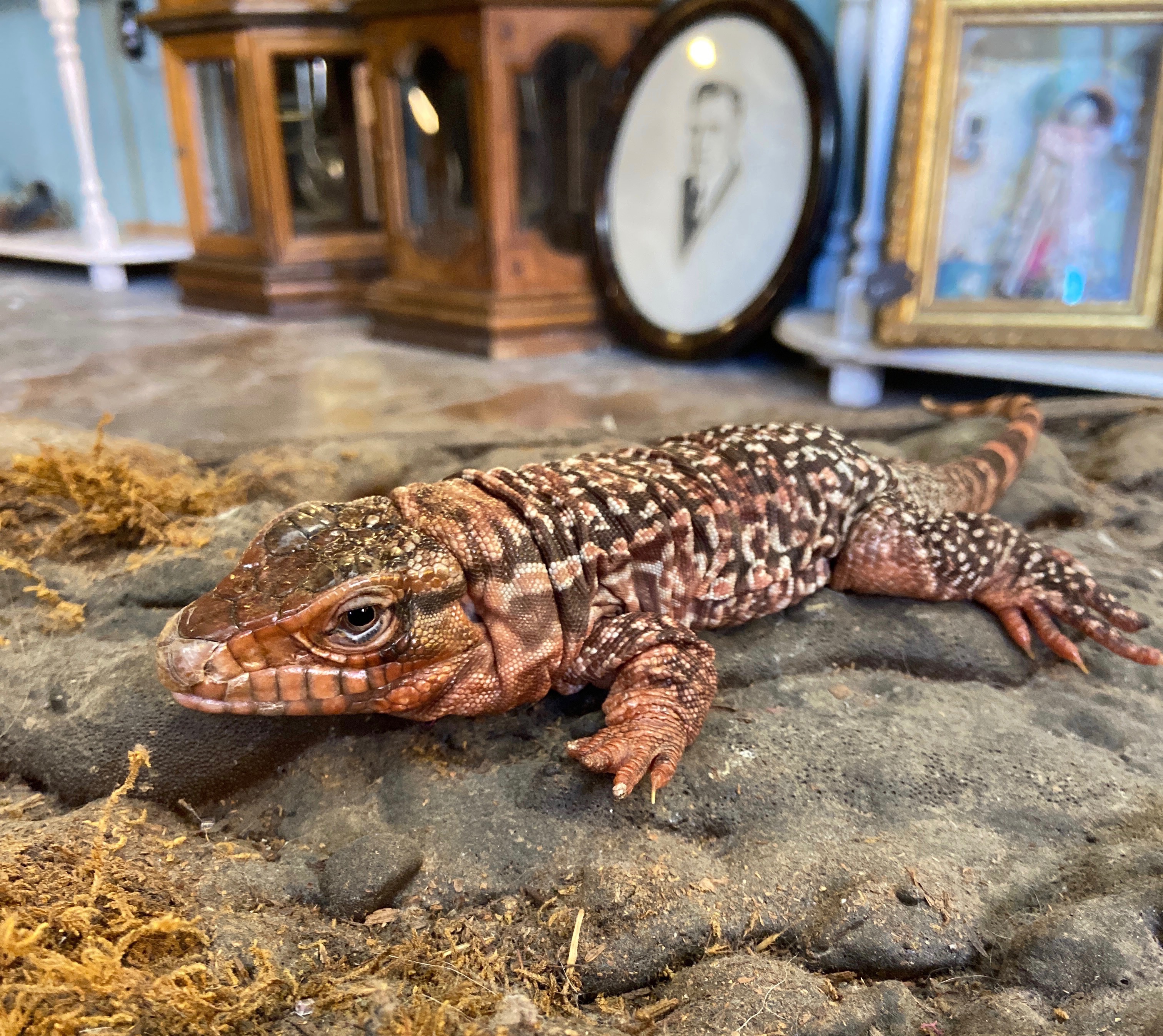 Nubbins, a red tegu. Courtesy of Liz Furlong Nubbins, a red tegu. Courtesy of Liz Furlong