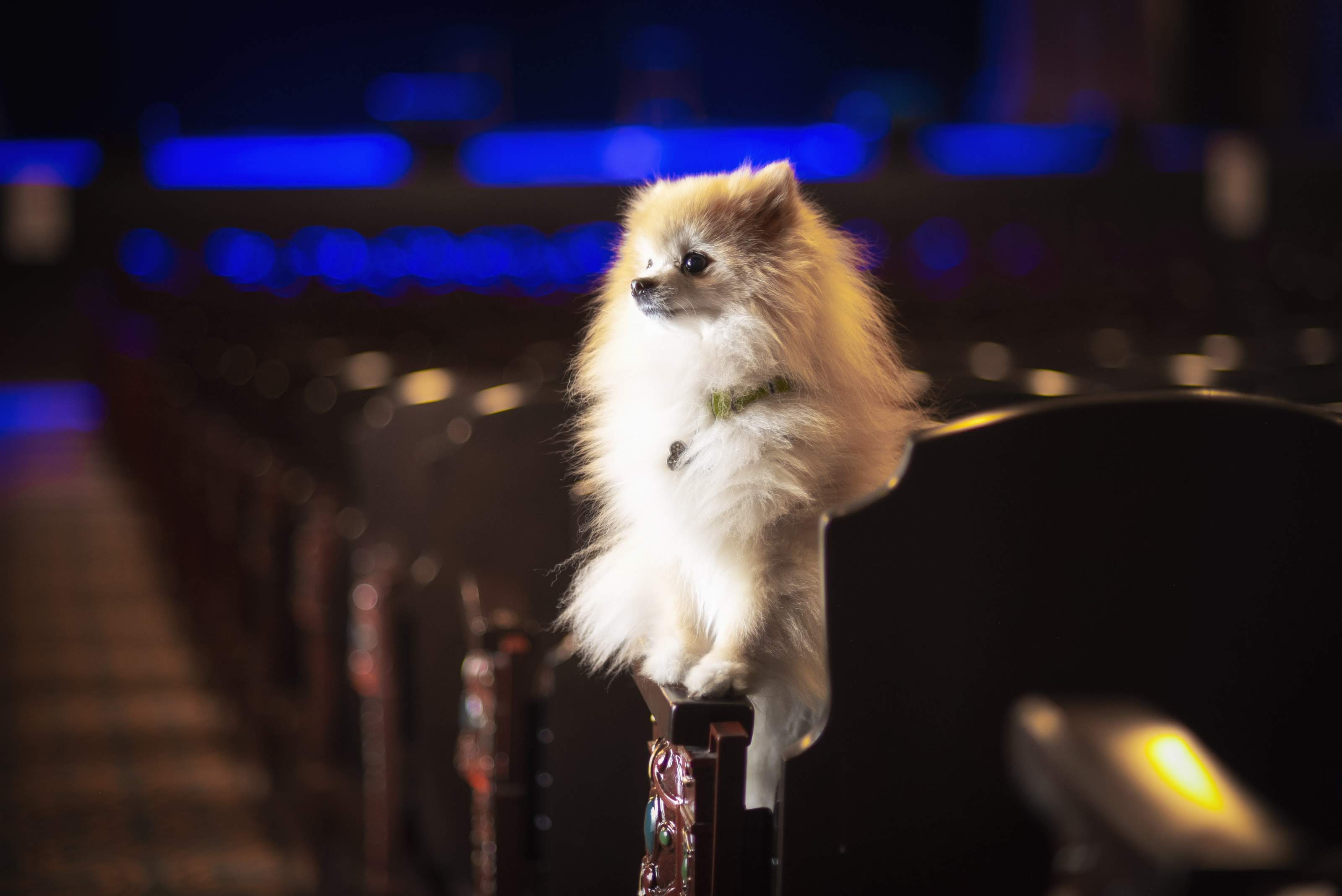 Bentley the Pomeranian poses in the Tampa Theatre. Jeff Fay | Courtesy of Jeff Fay Bentley the Pomeranian poses in the Tampa Theatre. Jeff Fay | Courtesy of Jeff Fay