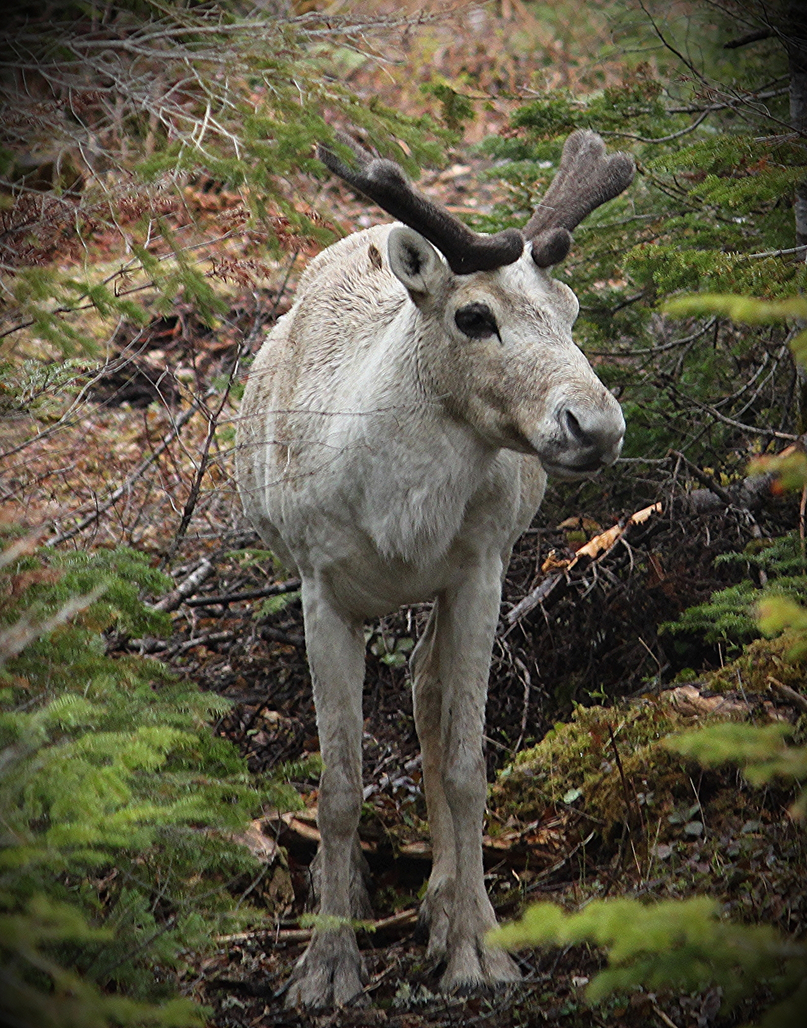 A familiar sight along the Trans Canadian Highway in Newfoundland is caribou. Special to the Times A familiar sight along the Trans Canadian Highway in Newfoundland is caribou. Special to the Times