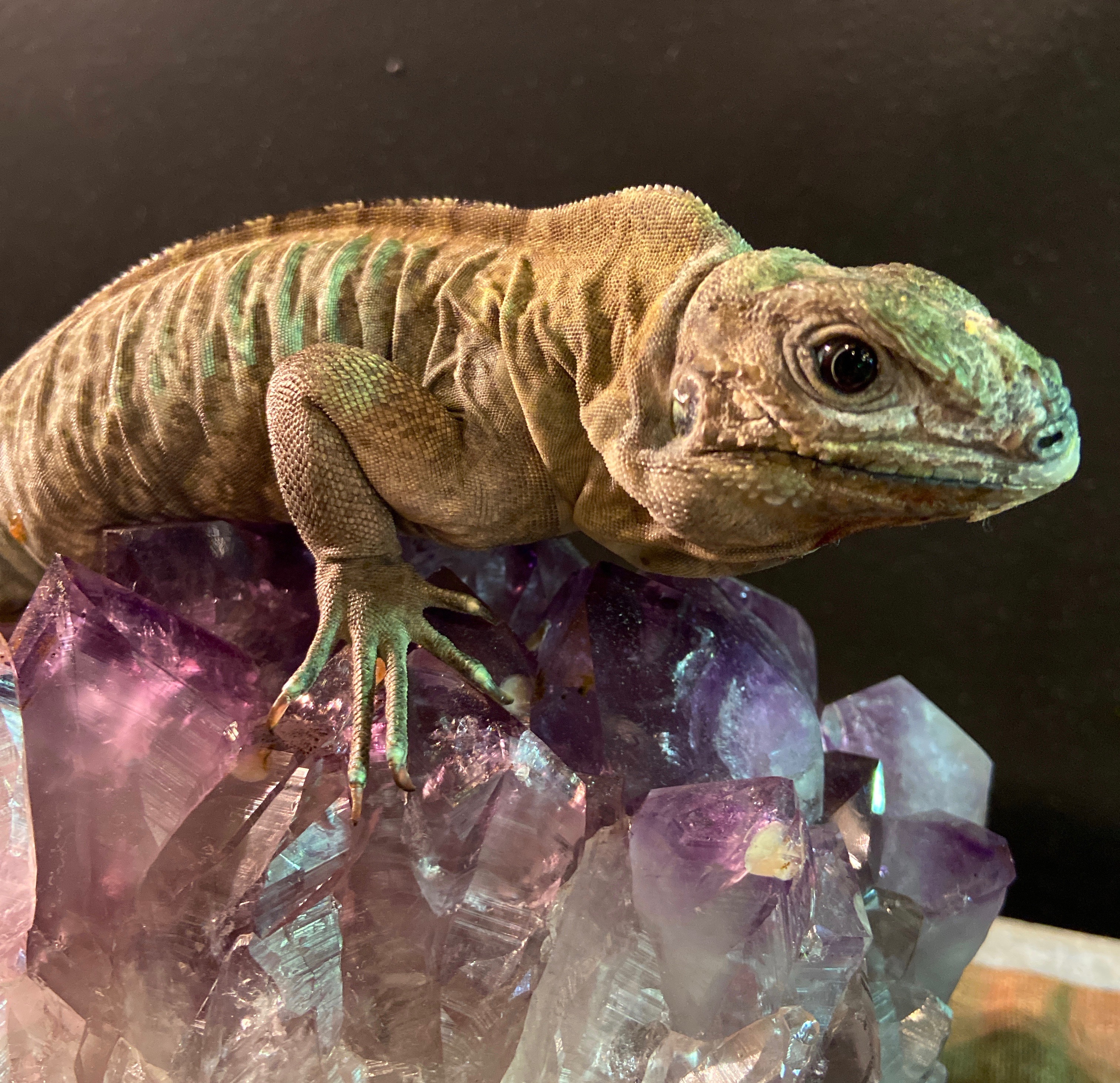 Opal, a rhinoceros iguana, was born in February and gifted to Liz Furlong by a friend who hosted a reptile event in the shop. Courtesy of Liz Furlong Opal, a rhinoceros iguana, was born in February and gifted to Liz Furlong by a friend who hosted a reptile event in the shop. Courtesy of Liz Furlong