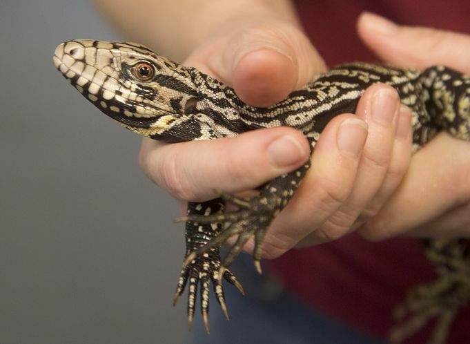 Tegus are South American lizards that feast on eggs and invade the burrows of endangered species such as the gopher tortoise. Associated Press Tegus are South American lizards that feast on eggs and invade the burrows of endangered species such as the gopher tortoise. Associated Press