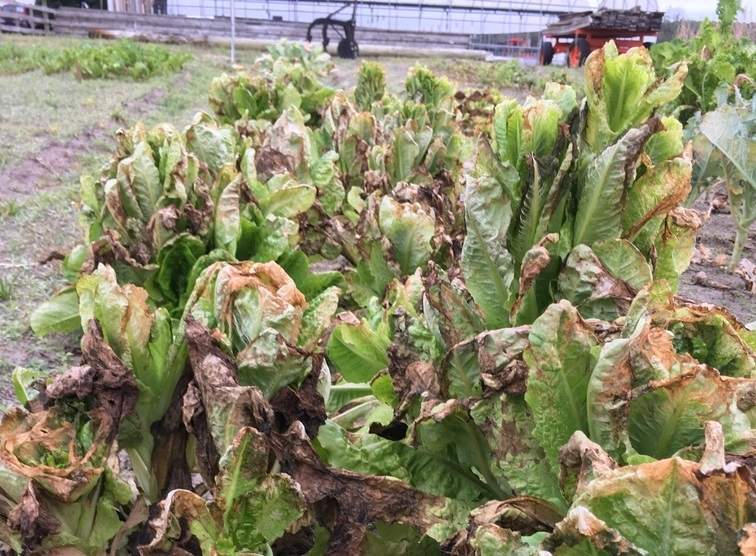 romaine lettuce is not safe to eat cdc warns us consumers michael defelice