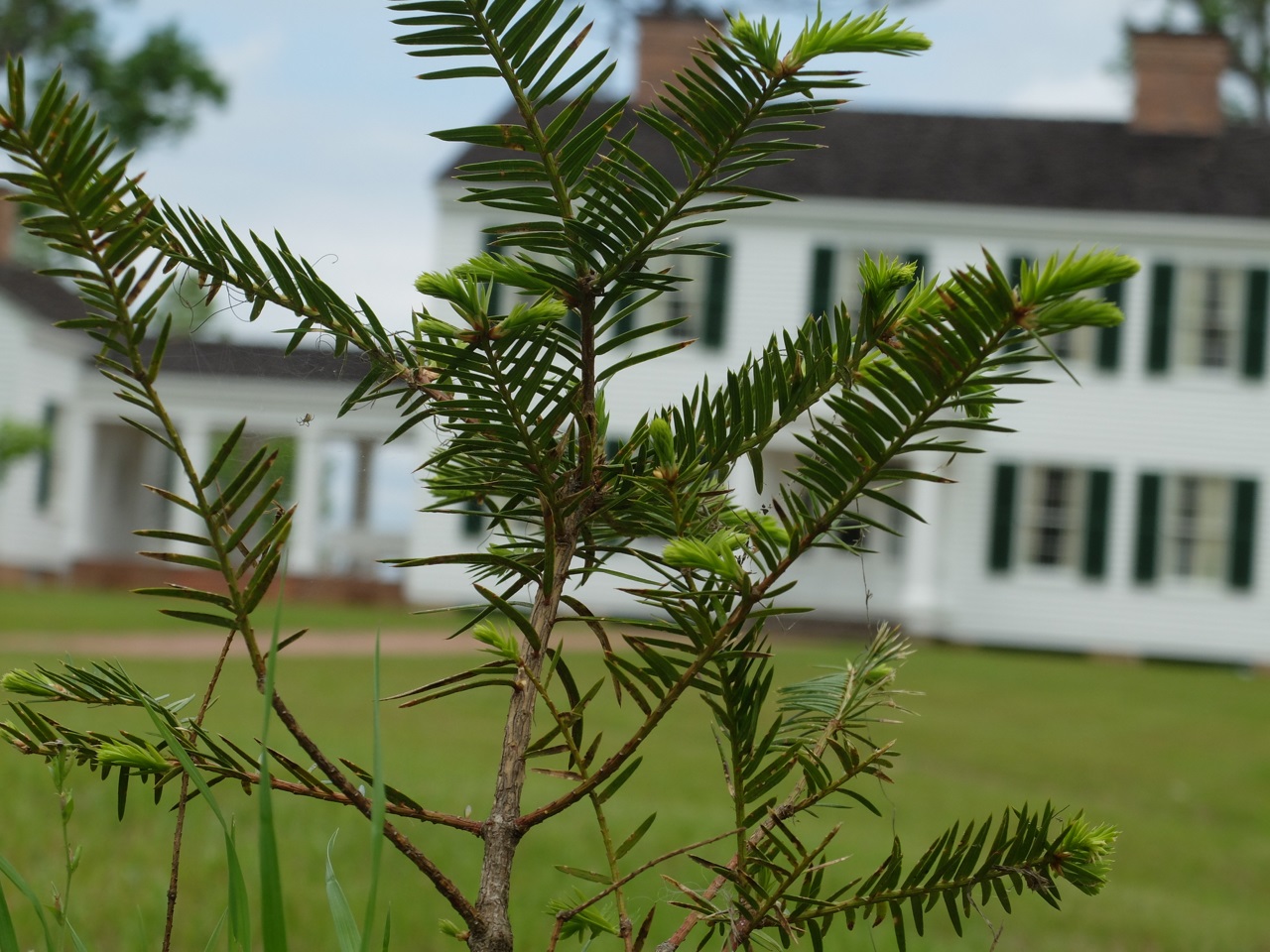 The endangered torreya tree at the Gregory House at Torreya State Park north of Bristol. Cathy Salustri | Special to the Times The endangered torreya tree at the Gregory House at Torreya State Park north of Bristol. Cathy Salustri | Special to the Times