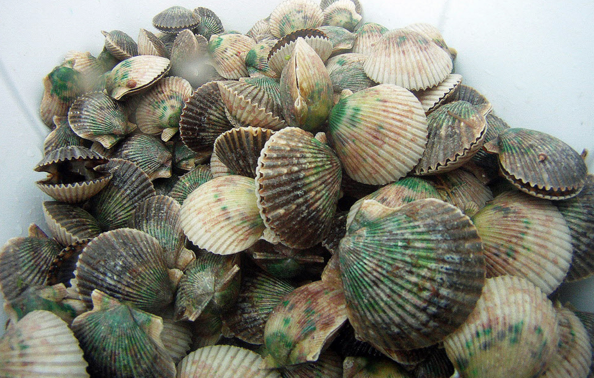 If you live in or near Citrus and Hernando counties, scallop season runs through Sept. 24. (Times) If you live in or near Citrus and Hernando counties, scallop season runs through Sept. 24. (Times)