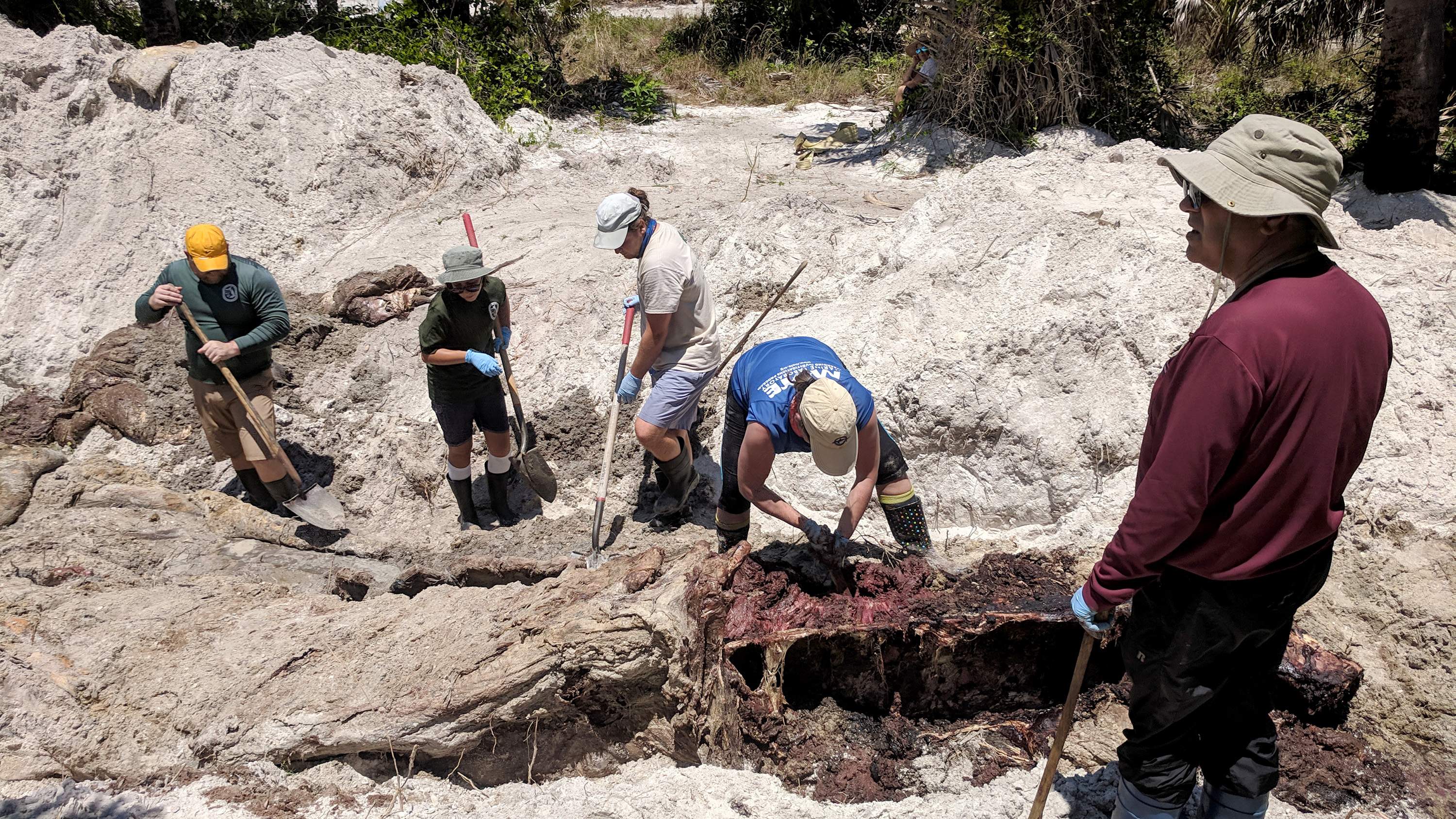 Video Scientific Team Digs Up Rare Whale Carcass They Buried At Fort De Soto