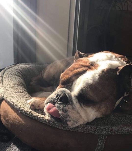 Roscoe, an English bulldog, naps by the windows in Shettle Family Eye Care & Eye Wear in St. Petersburg. Courtesy of Nicole Shettle Roscoe, an English bulldog, naps by the windows in Shettle Family Eye Care & Eye Wear in St. Petersburg. Courtesy of Nicole Shettle