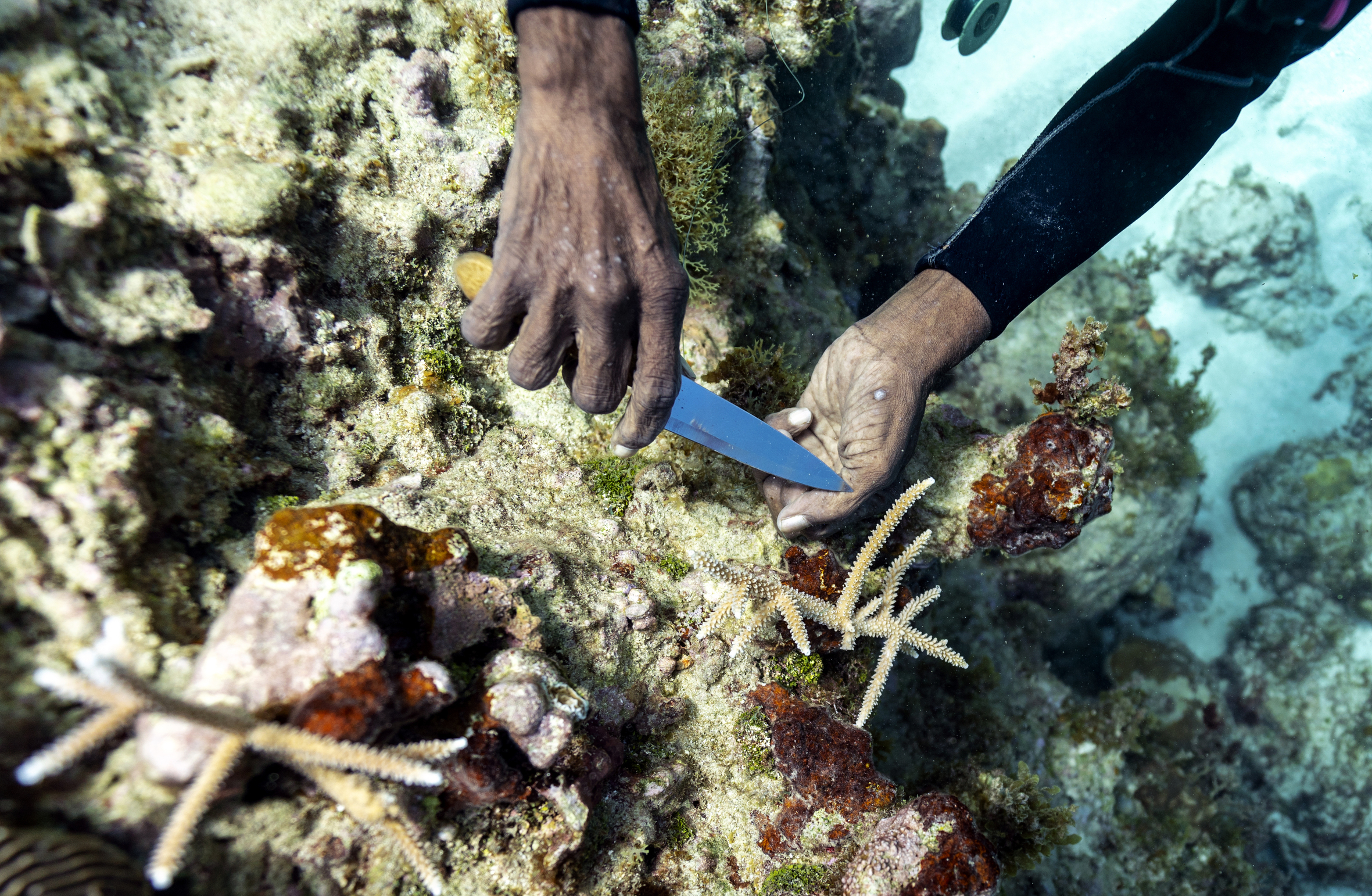 ADVANCE FOR RELEASE TUESDAY, SEPT. 17, 2019, AND THEREAFTER - Diver Everton Simpson plants staghorn harvested from a coral nursery inside the the White River Fish Sanctuary Tuesday, Feb. 12, 2019, in Ocho Rios, Jamaica. Simpson uses bits of fishing line to tie clusters of staghorn coral onto rocky outcroppings, a temporary binding until the coral's limestone skeleton grows and fixes itself onto the rock. The goal is to jumpstart the natural growth of a coral reef. And so far, it's working. David J. Phillip | AP ADVANCE FOR RELEASE TUESDAY, SEPT. 17, 2019, AND THEREAFTER - Diver Everton Simpson plants staghorn harvested from a coral nursery inside the the White River Fish Sanctuary Tuesday, Feb. 12, 2019, in Ocho Rios, Jamaica. Simpson uses bits of fishing line to tie clusters of staghorn coral onto rocky outcroppings, a temporary binding until the coral's limestone skeleton grows and fixes itself onto the rock. The goal is to jumpstart the natural growth of a coral reef. And so far, it's working. David J. Phillip | AP